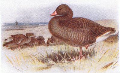 Graugans von Archibald Thorburn